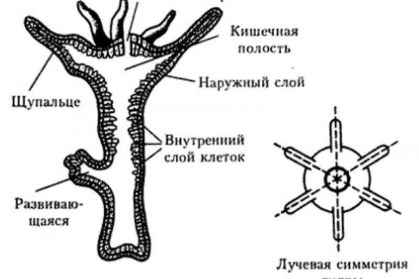 Кракена net